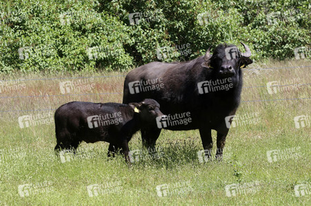 Ankunft der Wasserbüffel auf der Pfaueninsel in Berlin