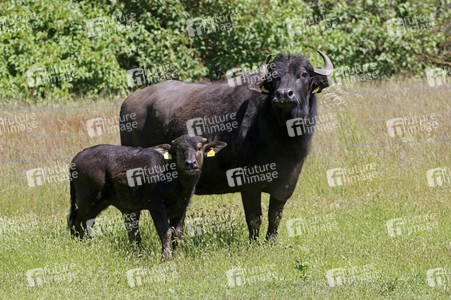 Ankunft der Wasserbüffel auf der Pfaueninsel in Berlin