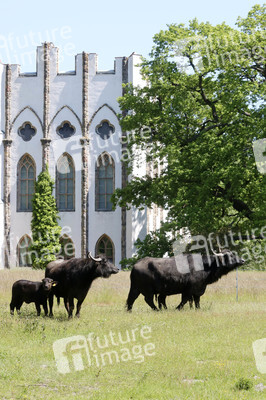 Ankunft der Wasserbüffel auf der Pfaueninsel in Berlin