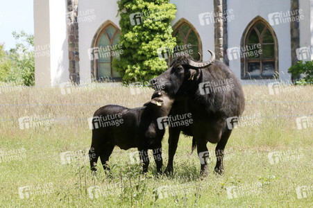 Ankunft der Wasserbüffel auf der Pfaueninsel in Berlin