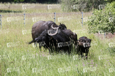 Ankunft der Wasserbüffel auf der Pfaueninsel in Berlin