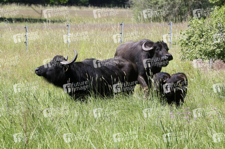 Ankunft der Wasserbüffel auf der Pfaueninsel in Berlin