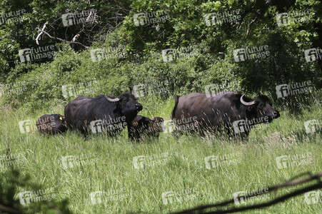 Ankunft der Wasserbüffel auf der Pfaueninsel in Berlin