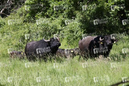 Ankunft der Wasserbüffel auf der Pfaueninsel in Berlin