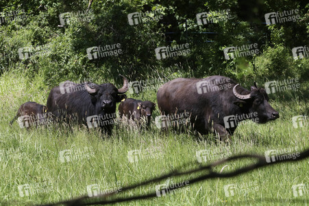 Ankunft der Wasserbüffel auf der Pfaueninsel in Berlin