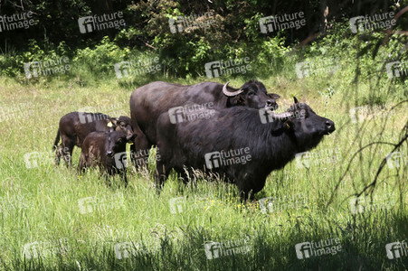 Ankunft der Wasserbüffel auf der Pfaueninsel in Berlin