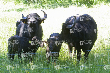 Ankunft der Wasserbüffel auf der Pfaueninsel in Berlin