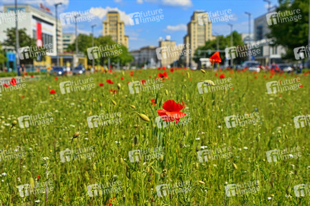 Begrünter Mittelstreifen auf der Karl-Marx-Allee in Berlin