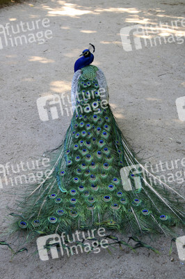 Pfauen auf der Pfaueninsel in Berlin