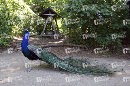 Pfauen auf der Pfaueninsel in Berlin