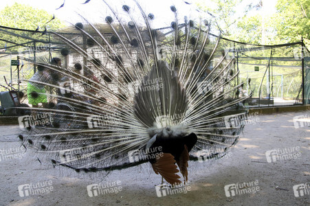 Pfauen auf der Pfaueninsel in Berlin
