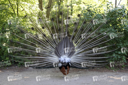 Pfauen auf der Pfaueninsel in Berlin