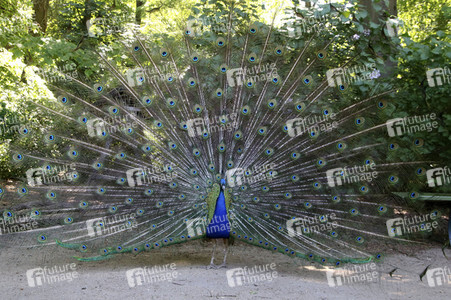 Pfauen auf der Pfaueninsel in Berlin