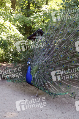 Pfauen auf der Pfaueninsel in Berlin