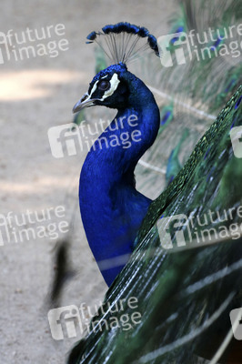 Pfauen auf der Pfaueninsel in Berlin