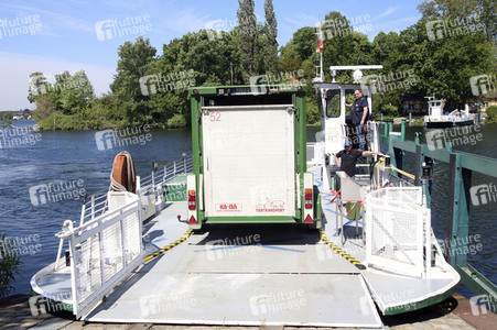 Ankunft der Wasserbüffel auf der Pfaueninsel in Berlin