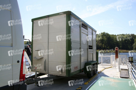 Ankunft der Wasserbüffel auf der Pfaueninsel in Berlin