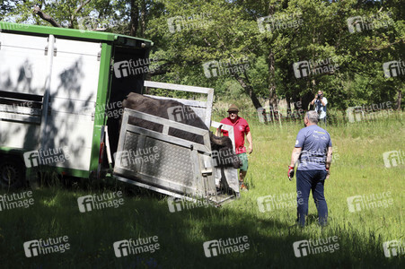 Ankunft der Wasserbüffel auf der Pfaueninsel in Berlin