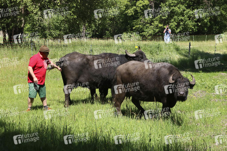 Ankunft der Wasserbüffel auf der Pfaueninsel in Berlin
