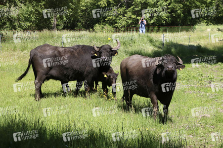 Ankunft der Wasserbüffel auf der Pfaueninsel in Berlin