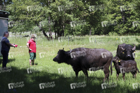 Ankunft der Wasserbüffel auf der Pfaueninsel in Berlin