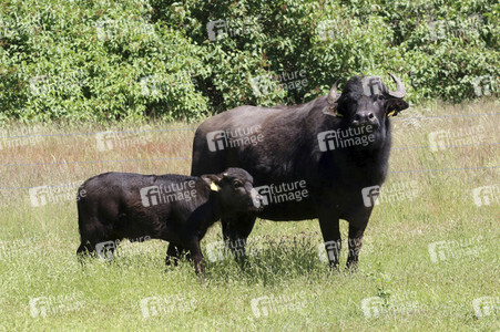 Ankunft der Wasserbüffel auf der Pfaueninsel in Berlin