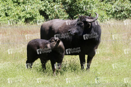 Ankunft der Wasserbüffel auf der Pfaueninsel in Berlin