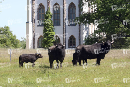 Ankunft der Wasserbüffel auf der Pfaueninsel in Berlin