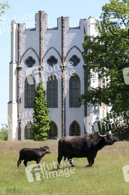 Ankunft der Wasserbüffel auf der Pfaueninsel in Berlin
