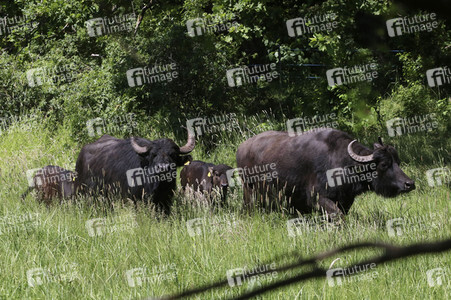 Ankunft der Wasserbüffel auf der Pfaueninsel in Berlin