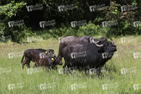 Ankunft der Wasserbüffel auf der Pfaueninsel in Berlin