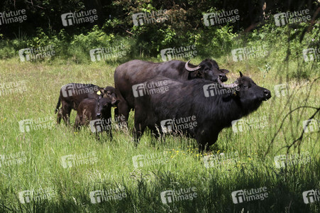 Ankunft der Wasserbüffel auf der Pfaueninsel in Berlin