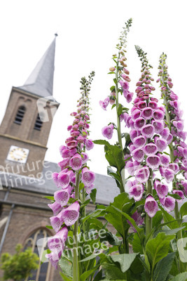 Symbolfoto Roter Fingerhut