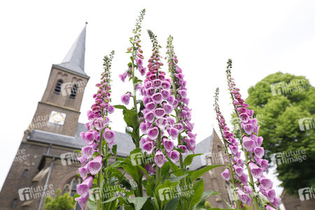 Symbolfoto Roter Fingerhut