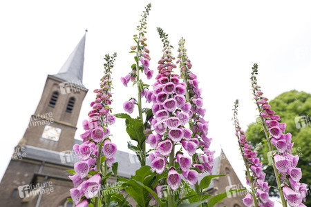 Symbolfoto Roter Fingerhut