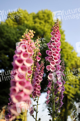 Symbolfoto Roter Fingerhut