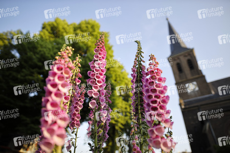Symbolfoto Roter Fingerhut