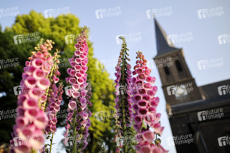 Symbolfoto Roter Fingerhut