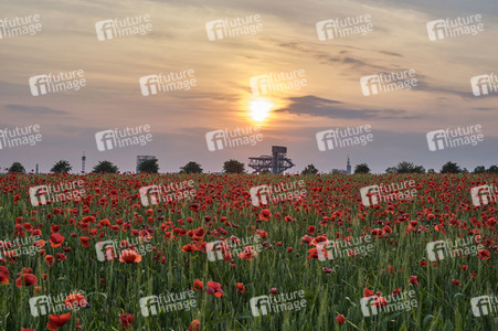 Mohnfeld in Hannover