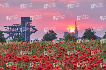 Mohnfeld in Hannover