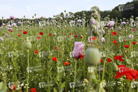 NATURE ART: Mohnfeld / Poppy Field Bodypainting