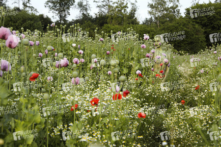 NATURE ART: Mohnfeld / Poppy Field Bodypainting