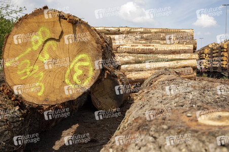 Symbolfoto Holztransport