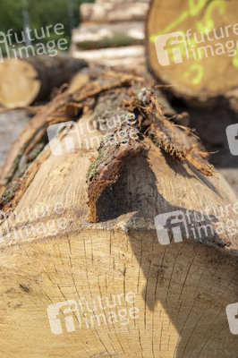 Symbolfoto Holztransport