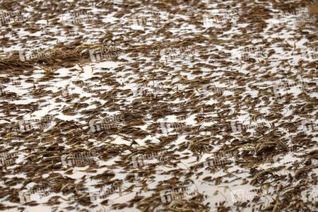 Symbolfoto Ernteschäden in NRW