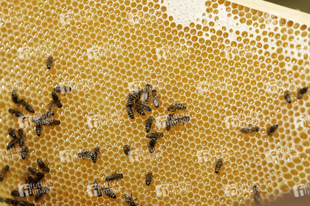 Bienen in Brandenburg