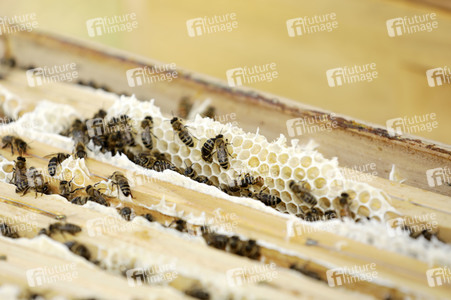 Bienen in Brandenburg