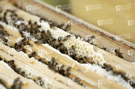 Bienen in Brandenburg
