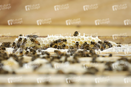 Bienen in Brandenburg