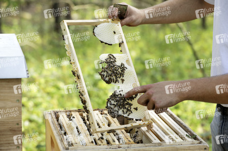 Bienen in Brandenburg